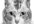 give you lovely black and white CAT poster own creation ink style