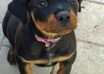 Storm-the-rottweiler_68600_2012-12-02_w450