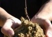 plant a tree in northern Michigan for you