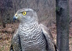 make a video with my HAWK flying to my glove small1
