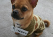take a picture of my Pughuahua in a sweater, with your message