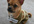 take a picture of my Pughuahua in a sweater, with your message