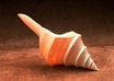 give You 153 Stunning Seashell and Stones Stock Photos