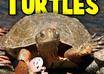design the cover for your Childrens Book small1