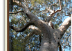 Gumtree