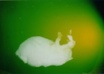 do a reading and healing for your animal small1
