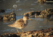 identify any bird species from around the world