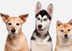 Pet_care