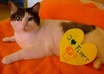 take 3 pictures with your message and my cat