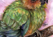 2009-sunconure