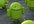 constructively review and positively rate your Android app and tweet to over 3000 cell phone apps lovers
