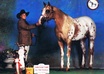 answer your horse show questions