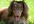 help determine the right breed of dog for you and your family