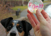 dog Fetch Your Video Message small1