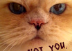 let my Awesome CAT display the break up/ love  message for you