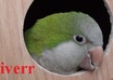 take a HD picture with whatever words or phrase with my Quaker Parrot