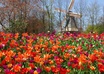 answer 5 questions about travelling or sightseeing in Holland