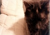 take negative pictures of my cat with your negative quote