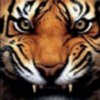 tigerbyte