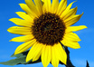 Sunflower.free.jillfound