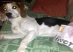 take a nice picture of my CUTE Beagle Dog Buddy with a hand drawn Image or message small1