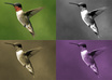 create black and white, sepia tone or any other color tone version of any photo of yours