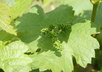 Babygrapes_004