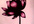 draw a flower