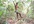 sing to  happy birthday song to any one like a real tarzan in a jungel