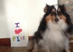 take a picture of my cute dog and your sign or logo