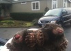 give you 5 professional tips on how to catch a mole