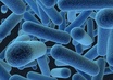 answer a microbiology question