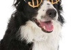 save you between 30 and 150 US Dollars a year in dog care