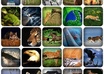 give you information about bringing up animals