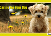 give You  Tips And Advice On How To Properly Take Care Of Your DOG
