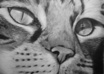 hand draw a Custom ACEO Pet Portrait from your photograph