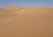 promote your business/website in sahara desert
