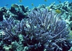 hold or put your sing in Sea UNDERWATER writing anything you want and will give you 3 photos
