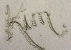 write your name, company name, or any message in the sand and take a picture small1