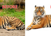 Tiger-design2