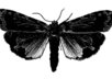Cryptic_moth2