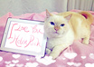 take a picture of my British royal cat with your message