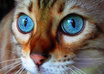 give you 700 beautiful photos of cats and other animals that you will love great for art inspiration, graphics, banners, logos website, blog