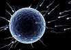 Sperm-and-egg