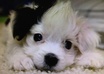 clear your Dog or Cat Anxiety about Missing you and Clear FEAR of Thunder, Lightening and Fireworks