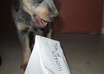 photograph Tango, the Deaf Heeler Puppy, with your message