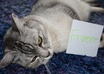 take a picture of my cat with your message