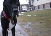 share a homemade food recipe for your pet
