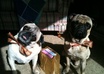 let you use my pugs for photo op for greeting card