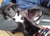 answer 3 questions about your puppy